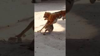 Fake Tiger  Pranks Sleeping Dog  Funny Dog Video Just For Fun Only me #dogvsfaketiger #cuteanimalpk