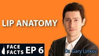 The Secret of Beautiful Lips - Lip Anatomy - Dr. Gary Linkov