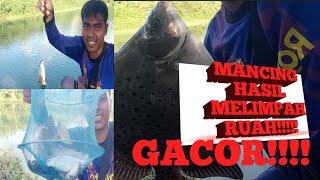 Hasil mancing melimpah ruahGACOR #@mancingmaniamuda18 #mancingsuper