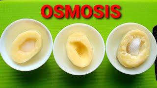 Osmosis and Tonicity-Hypertonic Hypotonic and Isotonic Solutions-Osmosis with Raw and Boiled Potato