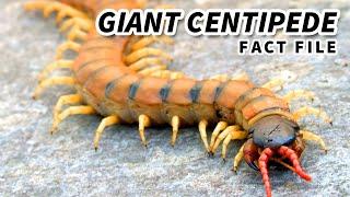 Giant Centipede the LARGEST living CENTIPEDE  Animal Fact Files