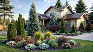 Elevate Your Yard Design  Coniferous Plants for a Striking Landscape