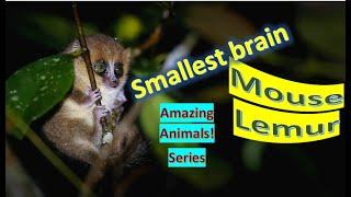 Mouse Lemur facts  Madagascar  favorite 