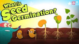 What Is Seed Germination?  SEED GERMINATION  Plant Germination  Dr Binocs Show  Peekaboo Kidz