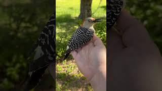 Woodpecker Stunned After Hitting a Window #shorts