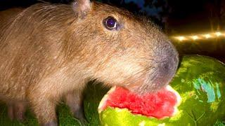 Capybara Mukbang Rainstorm ASMR