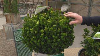 Pat Sullivans tips for planting caring for boxwood shrubs