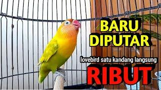 Suara Burung Lovebird Ngekek Panjang MANTAB Buat Pancingan Lovebird Baru Dengar langsung RIBUT