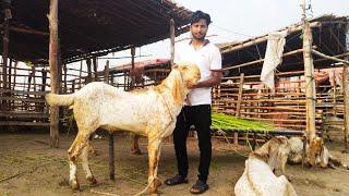 Makhi Chena Bakre  Lahore Bakra Mandi Shahpur Kanjra Mazhar Biba Official