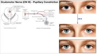 Cranial Nerve III - Oculomotor Nerve Part 2  Origin Structure Pathway & Function