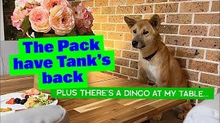 The Pack have Tank’s Back  G-Ma and B-Pa are here  Dingo at the Table