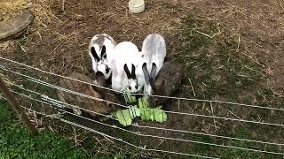 Notre famille lapin aime la salade 