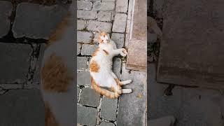 #short #shorts #shortvideo #shortsvideo #cat #catlover #catvideo #kediler #türkiye #antalya #animal