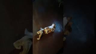 Funny Pet Videos  HILARIOUS and ADORABLE PUPPY