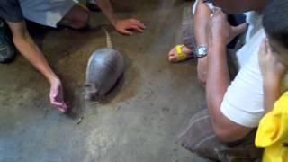 Armadillo Feeding Time