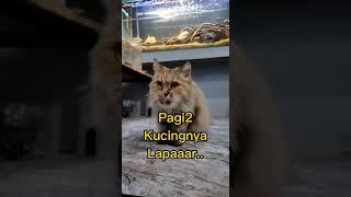 Pagi Pagi Kucingnya Lapar #shorts #funny #lucu #cat #catlover #kucing #kucinglucu