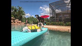 Great Dane Supervises 14 Week Old Puppys First Float On The Pool Floatie Lilo