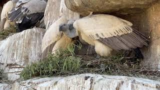 Cute Love between a pair of Captive Cape Vultures