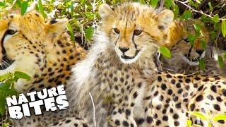 Tiny Cheetah Cubs Learn Hunting Skills  Amazing Africa 3D  Nature Bites