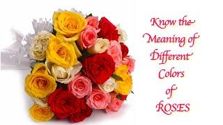 8 Roses Color & Their Meanings You Should Know