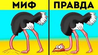 На самом деле страусы не прячут голову в песок и еще 42 удивительных факта