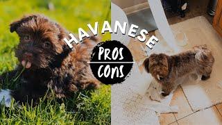 Havanese PROS & CONS of the breed