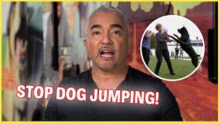 How To Stop Your Dog From Jumping  Dog Nation Episode 1 - Part 2