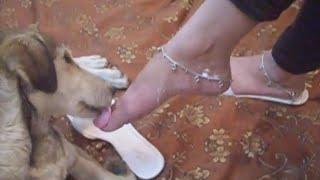 Dog licking feet of woman