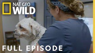 Lord of the Wings Full Episode  Heartland Docs DVM
