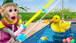 Monkey BiBon Fishing Ducks In The Pool  Baby Animal Video