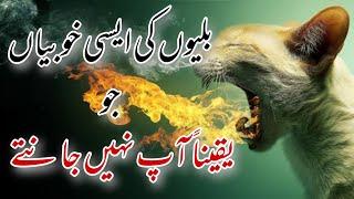 Amazing facts about Cats Urdu Unbelievable facts about cats in Hindi Wonderful Information of Cats