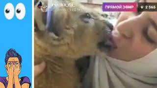 Arab Hijab Muslim Kissing a Tiger  live in instagram 