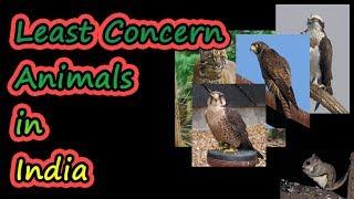 List of least concern animals in India  UPSC Civils  APPSC Group1  TNPSC Group 1