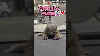 超萌！松鼠baby打瞌睡 #shorts