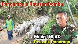 Pengembala Ratusan Domba Milik TNI di Desa Terpencil Ponorogo