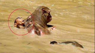 Poor new baby monkey cant breathe and nearly drown into water