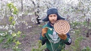 Как защитить цветущие деревья от заморозков? Сохраним урожай абрикос и вишен