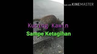 Kucing kawin sampe kelihatan anunya