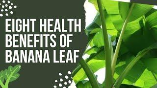 EIGHT HEALTH REASONS WHY YOU SHOULD DRINK BANANA LEAF