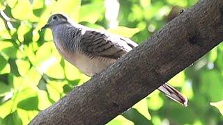 Mating Call and Dance of Zebra Doves