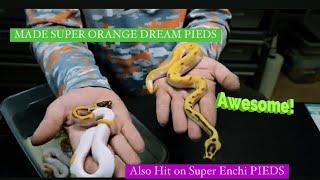 Ball Python Breeding  Eggs and New babies shed 