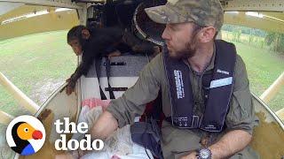 Baby Chimp Falls Asleep In Pilots Lap While They Fly To Safety  The Dodo Heroes