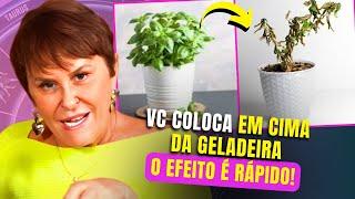 Dicas FÁCEIS para limpar energia da casa + simpatias mais pedidas  Márcia Sensitiva