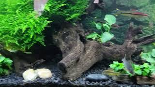 can my tank handle 5 peacock gudgeons with my 3 angelfish?