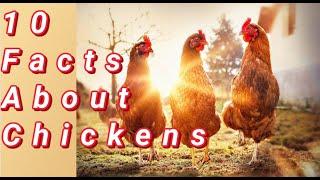 10 Facts About Chickens