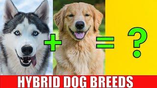 DOG HYBRID CROSSBREEDS  Learn Mixed Designer Dog Breeds