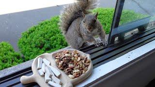 Squirrels reactions to their new serving tray