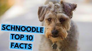 Schnoodle - TOP 10 Interesting Facts