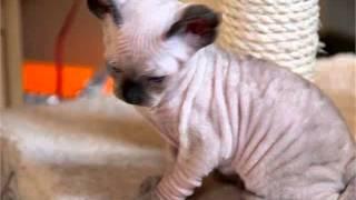 Minskin cat