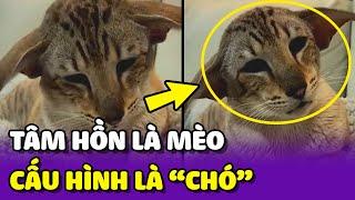 Cô Sen HOANG MANG vì nuôi em Pet TÂM HỒN là Mèo nhưng CẤU HÌNH là Chó   Yêu Lu Official